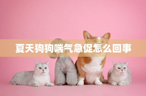 夏天狗狗喘氣急促怎么回事