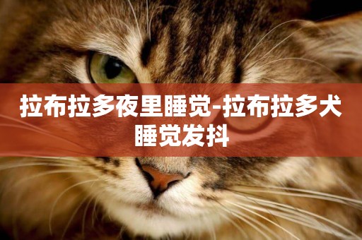 拉布拉多夜里睡覺-拉布拉多犬睡覺發抖
