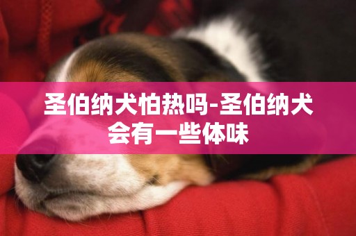 圣伯納犬怕熱嗎-圣伯納犬會有一些體味