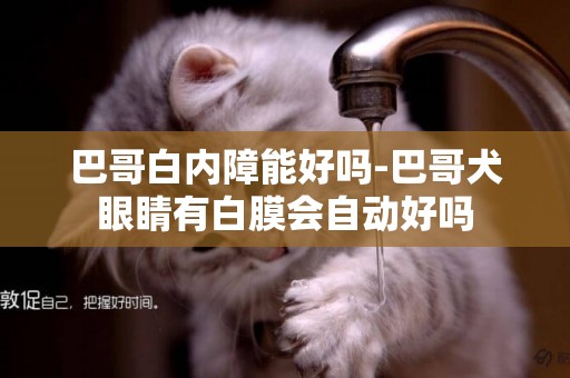 巴哥白內障能好嗎-巴哥犬眼睛有白膜會自動好嗎