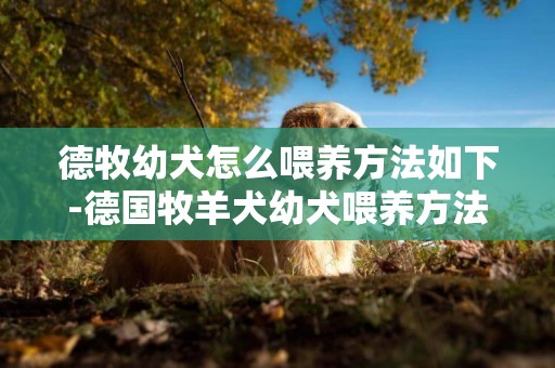 德牧幼犬怎么喂養方法如下-德國牧羊犬幼犬喂養方法