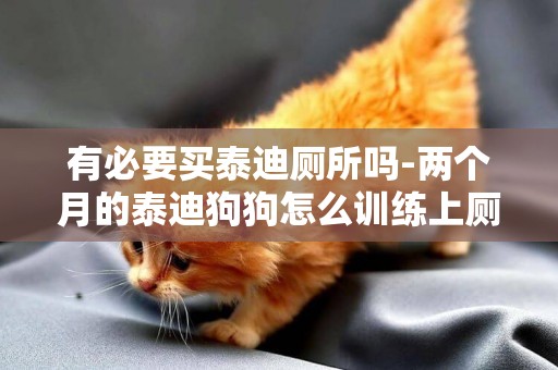 有必要買泰迪廁所嗎-兩個月的泰迪狗狗怎么訓練上廁所
