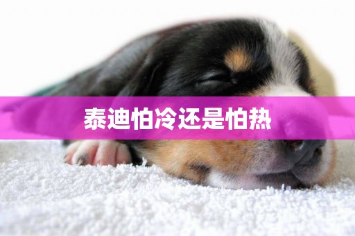 泰迪怕冷還是怕熱