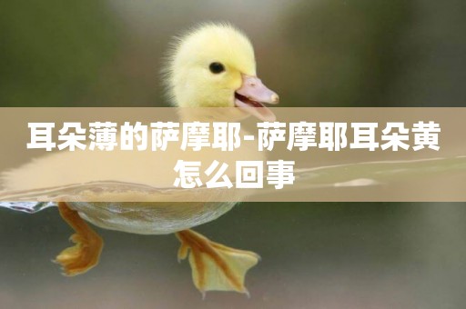 耳朵薄的薩摩耶-薩摩耶耳朵黃怎么回事