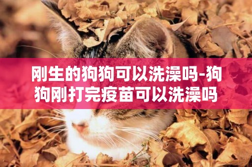 剛生的狗狗可以洗澡嗎-狗狗剛打完疫苗可以洗澡嗎