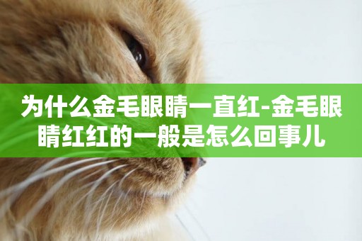 為什么金毛眼睛一直紅-金毛眼睛紅紅的一般是怎么回事兒