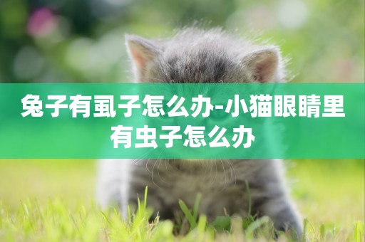 兔子有虱子怎么辦-小貓眼睛里有蟲子怎么辦