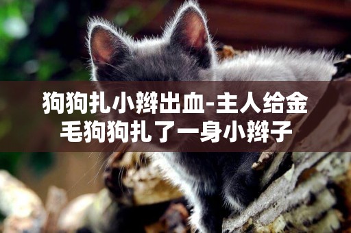 狗狗扎小辮出血-主人給金毛狗狗扎了一身小辮子