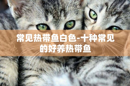 常見熱帶魚白色-十種常見的好養熱帶魚
