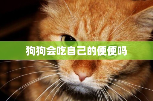 狗狗會吃自己的便便嗎