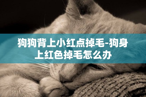 狗狗背上小紅點掉毛-狗身上紅色掉毛怎么辦