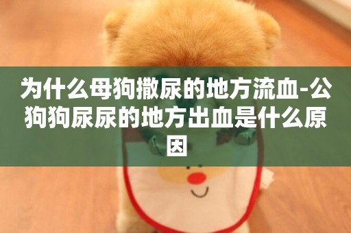 為什么母狗撒尿的地方流血-公狗狗尿尿的地方出血是什么原因