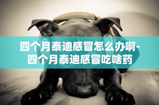 四個月泰迪感冒怎么辦啊-四個月泰迪感冒吃啥藥