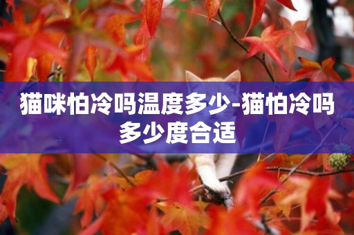貓咪怕冷嗎溫度多少-貓怕冷嗎多少度合適