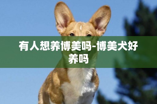 有人想養博美嗎-博美犬好養嗎