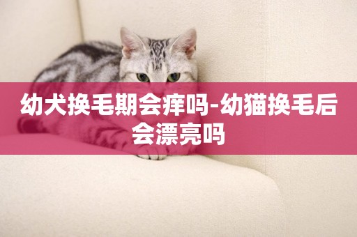 幼犬換毛期會癢嗎-幼貓換毛后會漂亮嗎