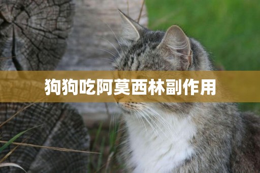 狗狗吃阿莫西林副作用