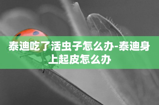 泰迪吃了活蟲子怎么辦-泰迪身上起皮怎么辦