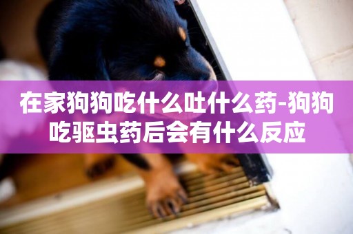 在家狗狗吃什么吐什么藥-狗狗吃驅蟲藥后會有什么反應