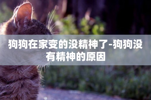 狗狗在家變的沒精神了-狗狗沒有精神的原因