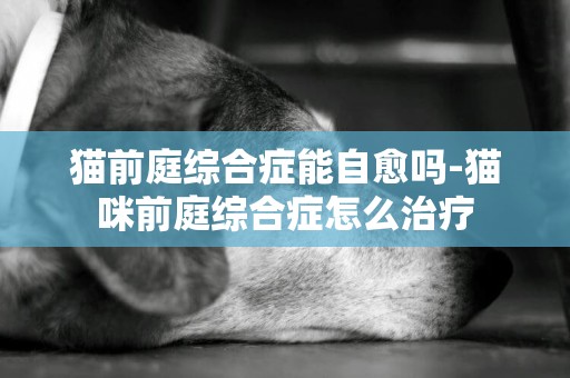 貓前庭綜合癥能自愈嗎-貓咪前庭綜合癥怎么治療