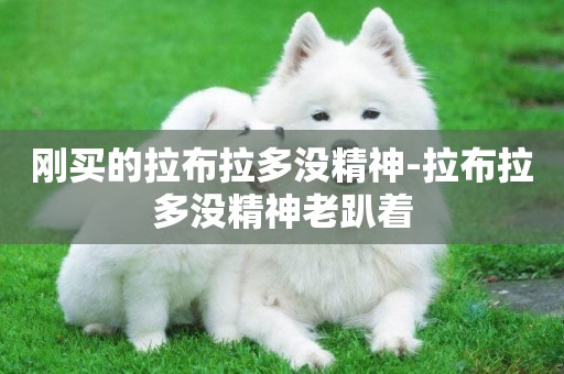 剛買的拉布拉多沒精神-拉布拉多沒精神老趴著