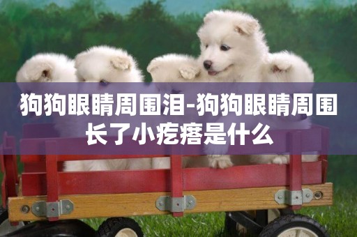 狗狗眼睛周圍淚-狗狗眼睛周圍長了小疙瘩是什么
