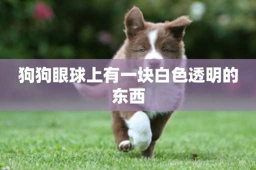 狗狗眼球上有一塊白色透明的東西