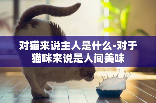 對貓來說主人是什么-對于貓咪來說是人間美味