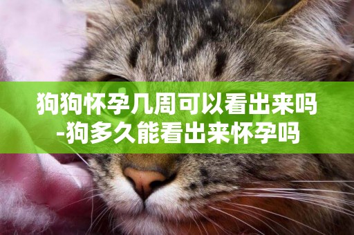 狗狗懷孕幾周可以看出來嗎-狗多久能看出來懷孕嗎
