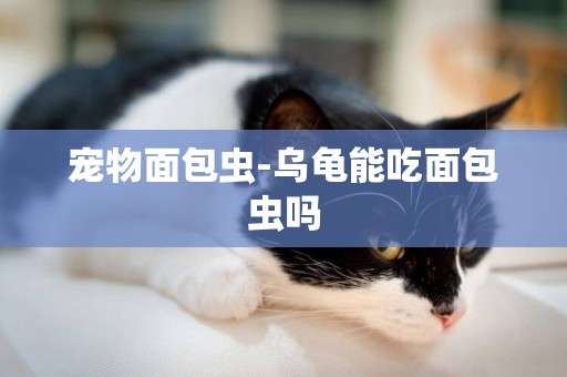 寵物面包蟲-烏龜能吃面包蟲嗎