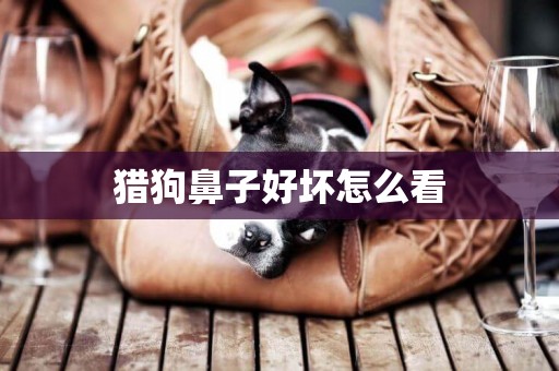 獵狗鼻子好壞怎么看