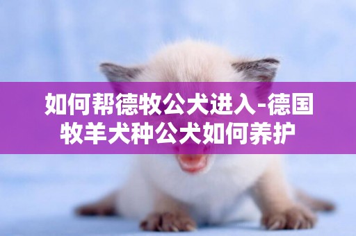 如何幫德牧公犬進入-德國牧羊犬種公犬如何養護