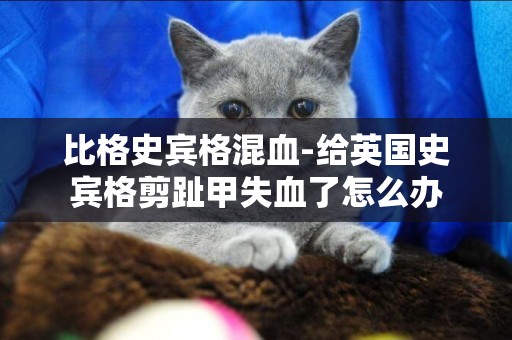比格史賓格混血-給英國史賓格剪趾甲失血了怎么辦
