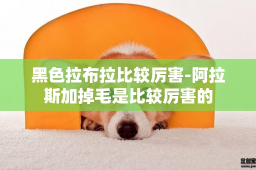 黑色拉布拉比較厲害-阿拉斯加掉毛是比較厲害的