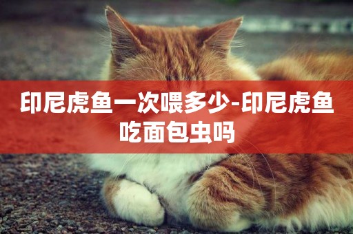 印尼虎魚一次喂多少-印尼虎魚吃面包蟲嗎