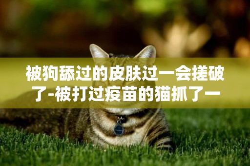 被狗舔過的皮膚過一會搓破了-被打過疫苗的貓抓了一下輕微破皮要打針嗎