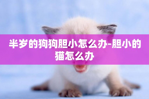 半歲的狗狗膽小怎么辦-膽小的貓怎么辦