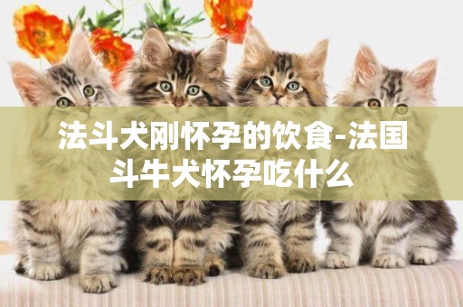 法斗犬剛懷孕的飲食-法國斗牛犬懷孕吃什么