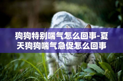 狗狗特別喘氣怎么回事-夏天狗狗喘氣急促怎么回事