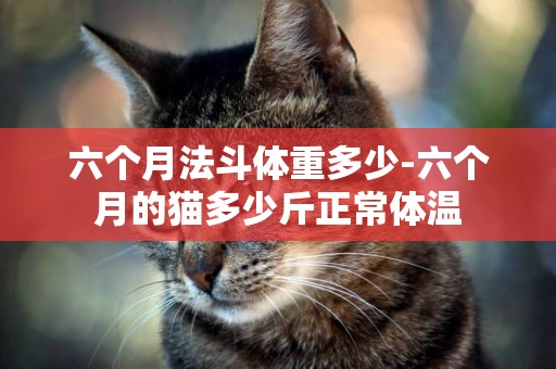 六個月法斗體重多少-六個月的貓多少斤正常體溫