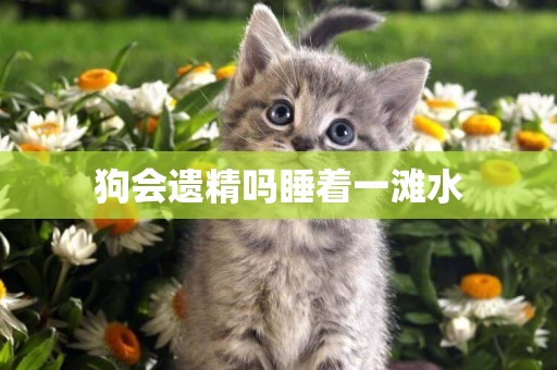 狗會遺精嗎睡著一灘水