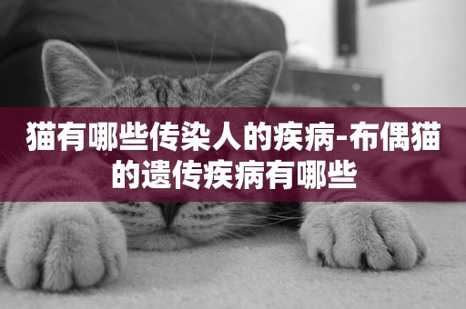 貓有哪些傳染人的疾病-布偶貓的遺傳疾病有哪些
