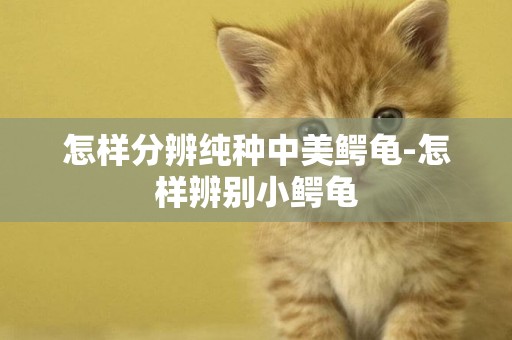 怎樣分辨純種中美鱷龜-怎樣辨別小鱷龜