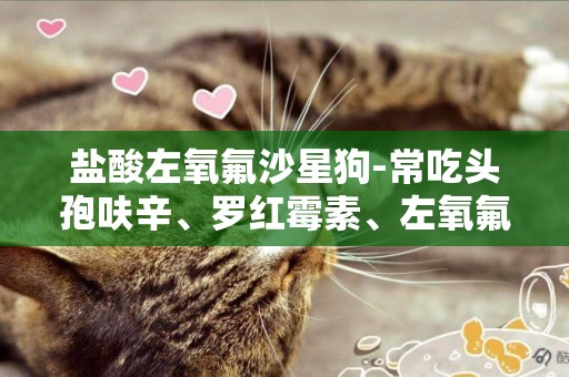 鹽酸左氧氟沙星狗-常吃頭孢呋辛、羅紅霉素、左氧氟沙星
