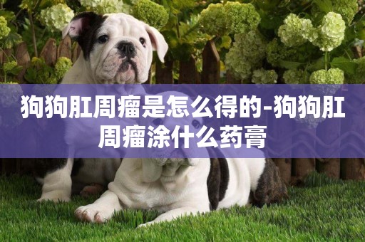 狗狗肛周瘤是怎么得的-狗狗肛周瘤涂什么藥膏