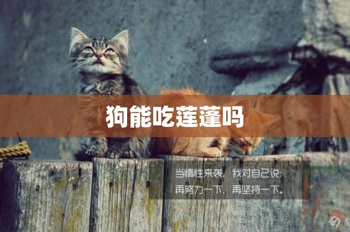 狗能吃蓮蓬嗎