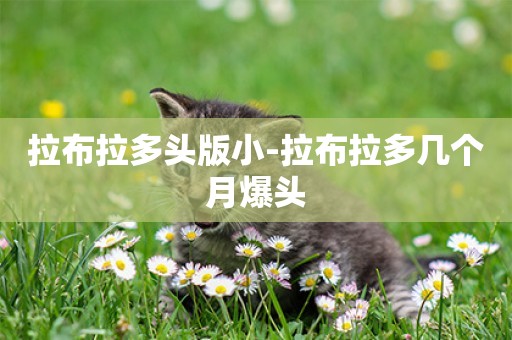 拉布拉多頭版小-拉布拉多幾個月爆頭