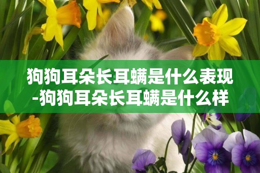 狗狗耳朵長耳螨是什么表現-狗狗耳朵長耳螨是什么樣子的