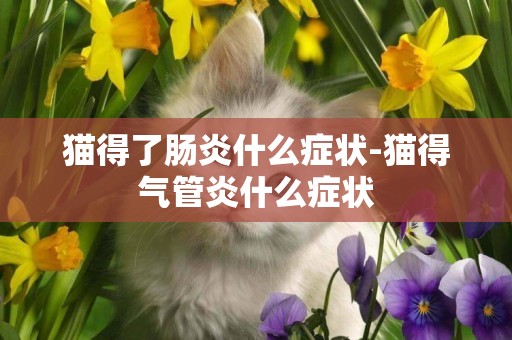 貓得了腸炎什么癥狀-貓得氣管炎什么癥狀
